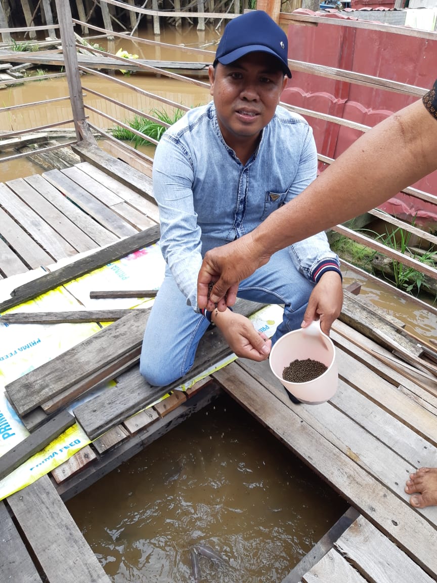  Ikan Nila Lokal Mampu Penuhi Kebutuhan Hingga Kabupaten