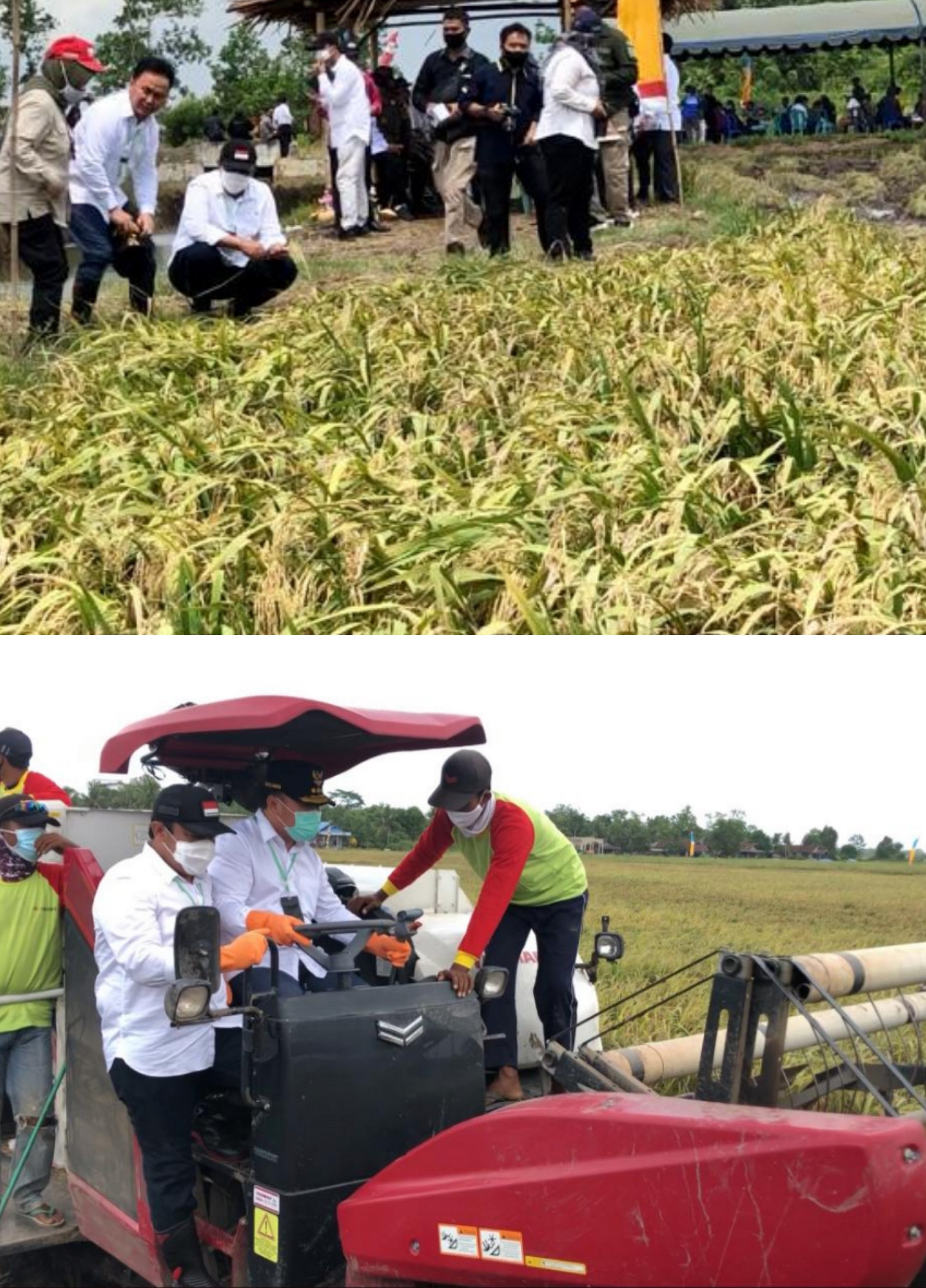  Panen Raya Gubernur : Pemerintah  Upayakan Daya Beli Masyarakat Naik dan beras Asli Kalteng  Diproduksi Secara Mandiri