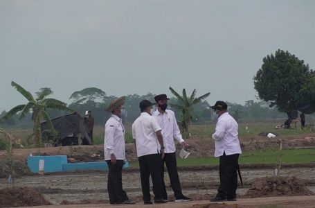 Jokowi Pastikan Program Food Estate Pulpis Dimulai