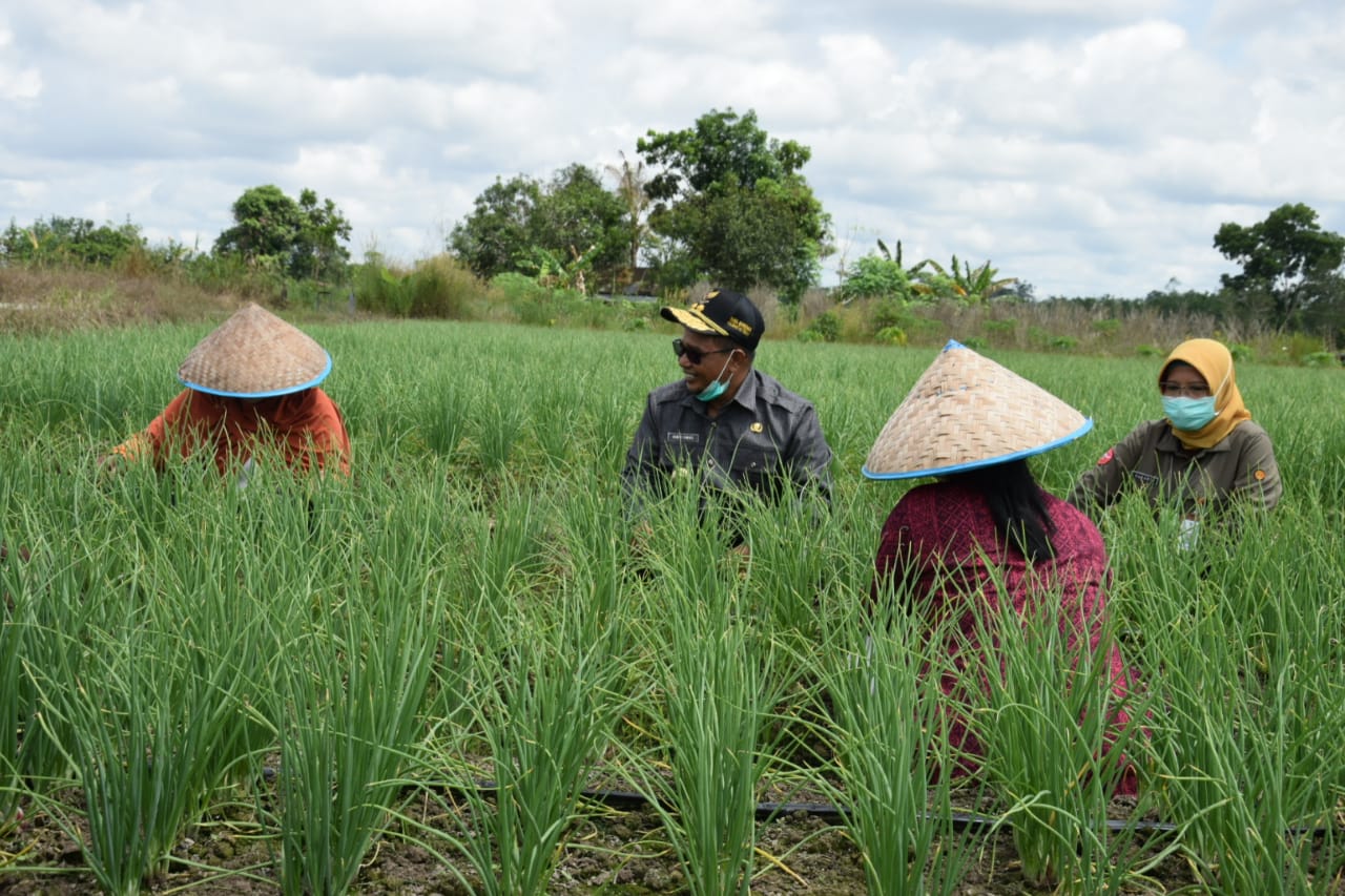  Plt. Gubernur : Kabupaten Barut Bisa Jadi Sumber Produksi Bawang Merah
