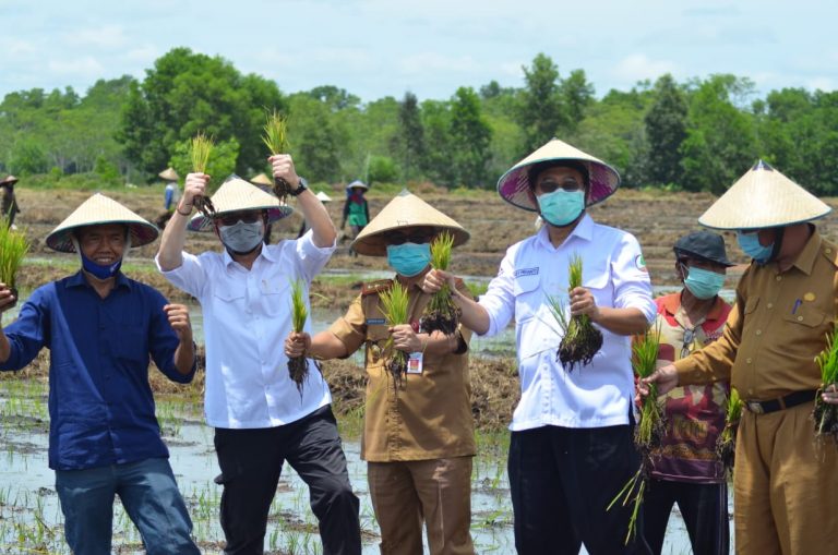  BRG RI Tinjau Lokasi Sawah di Talio Pulpis