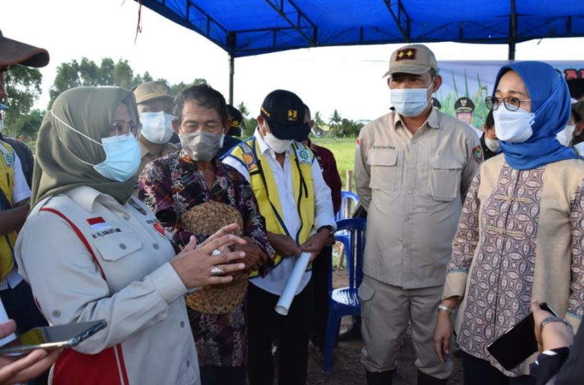  Komisi IV DPR RI Meninjau Sekaligus Mengawasi Program Food Estate di Kapuas