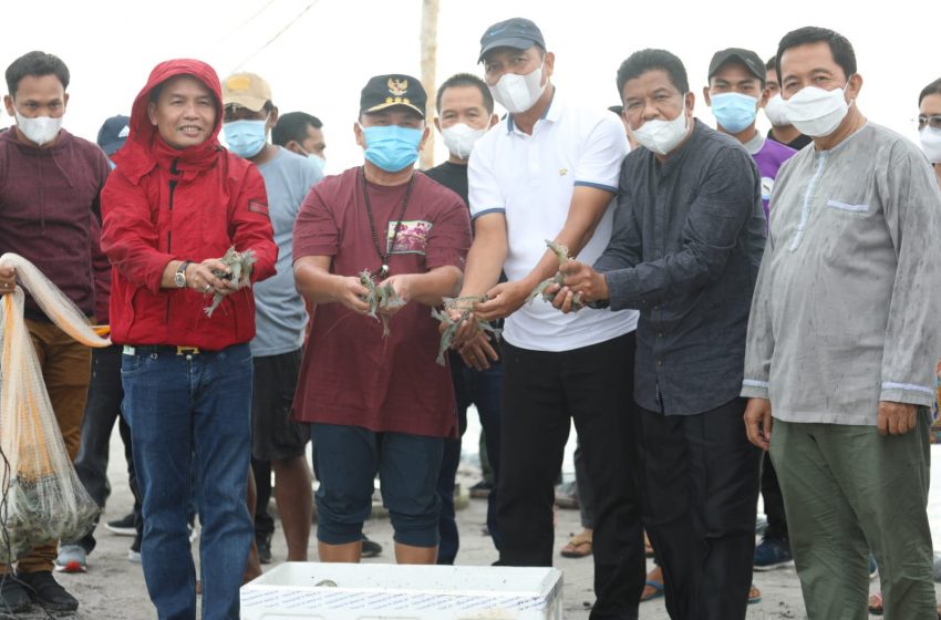  Budidaya Udang Vaname Sangat Menjanjikan. Jadi Komoditi Baru Kalteng   