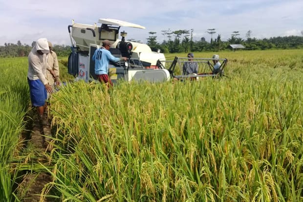  Food Estate Kalteng akan Jadi Percontohan Food Estate Bagi Provinsi Lain
