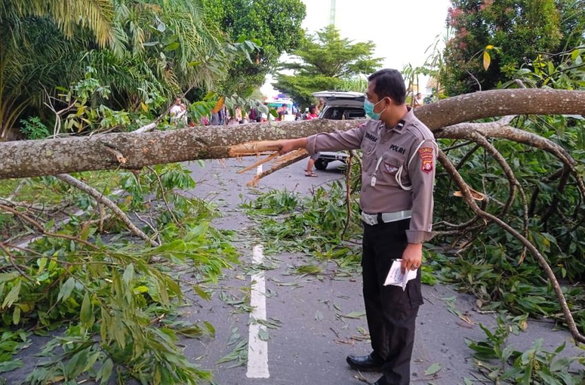  Dua Pemotor Tewas Tabrak Pohon Tumbang Melintang
