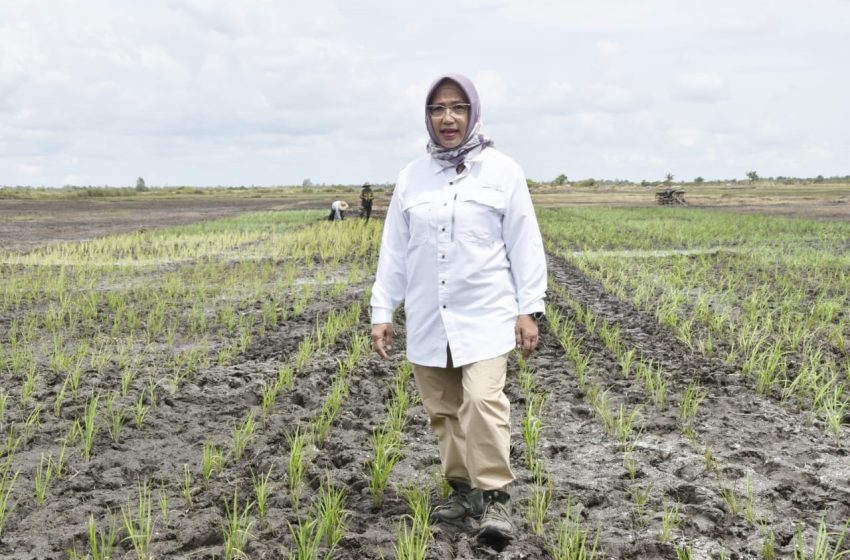  Program Food Estate Membuka Keterisolasian dan Memajukan Sistem di Dearah