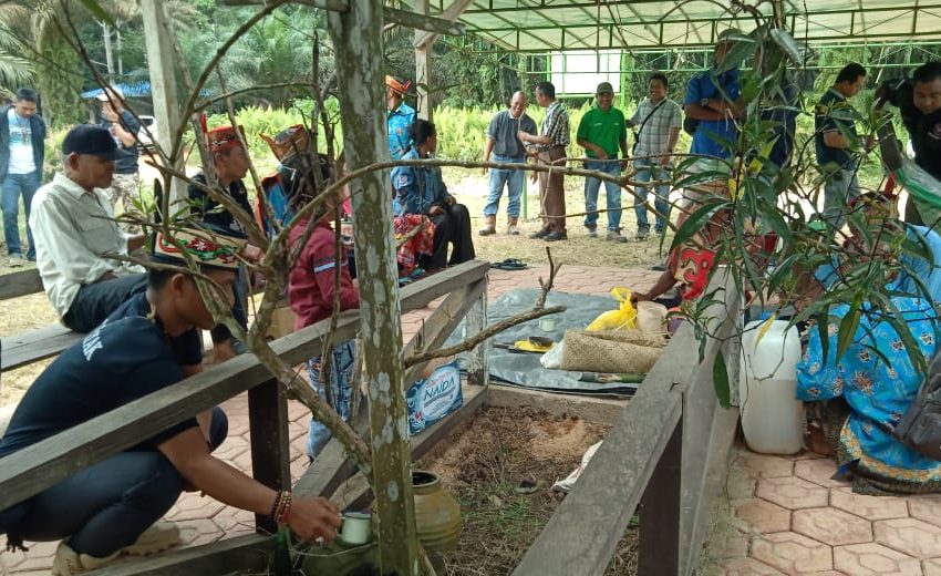  PT GCM Bersama Tokoh Desa Semantun Gelar Ritual Adat Tulak Bala