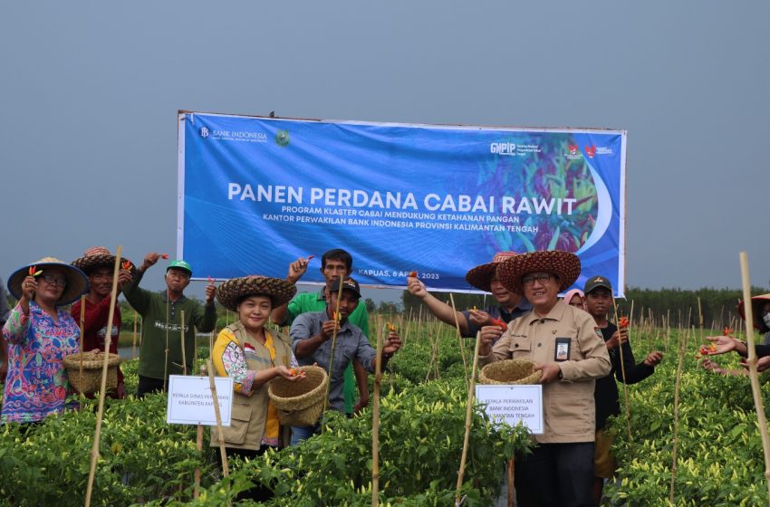  Panen Perdana Cabai di Desa Bentuk Jaya Capai 14 Ton. Taufik Saleh : Diharapkan Dapat Tularkan Semangat Kembangkan Klaster Cabai dan Holtikultura 
