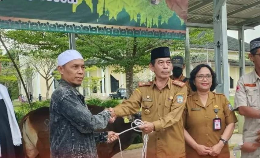  21 Sapi Kurban Disalurkan Pemkab Mura di 10 Kecamatan