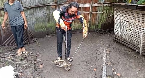  Heboh Ular Piton Sambar Ternak Warga, Pemilik Rumah Lapor Tim ERP