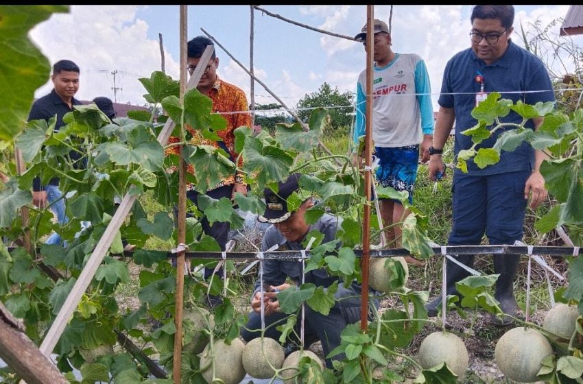  Bupati Gunung Mas Panen Perdana Buah Melon